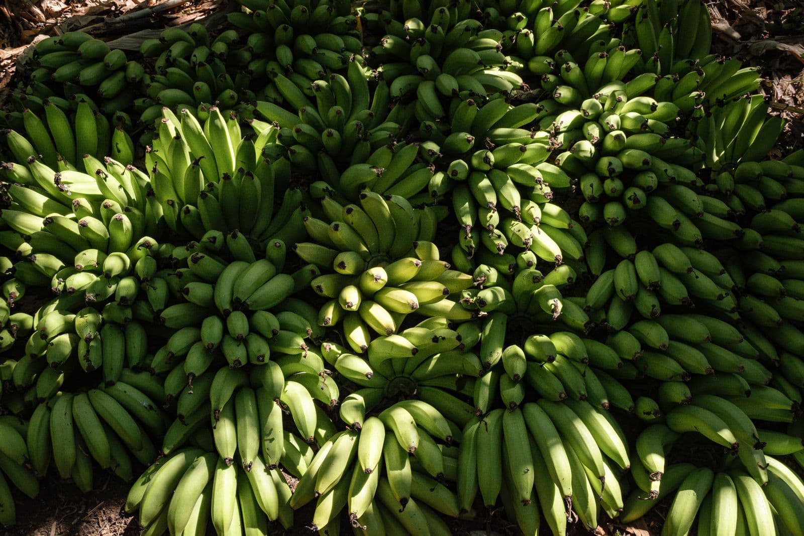 Racimos de plátanos verdes recién cosechados sobre el suelo