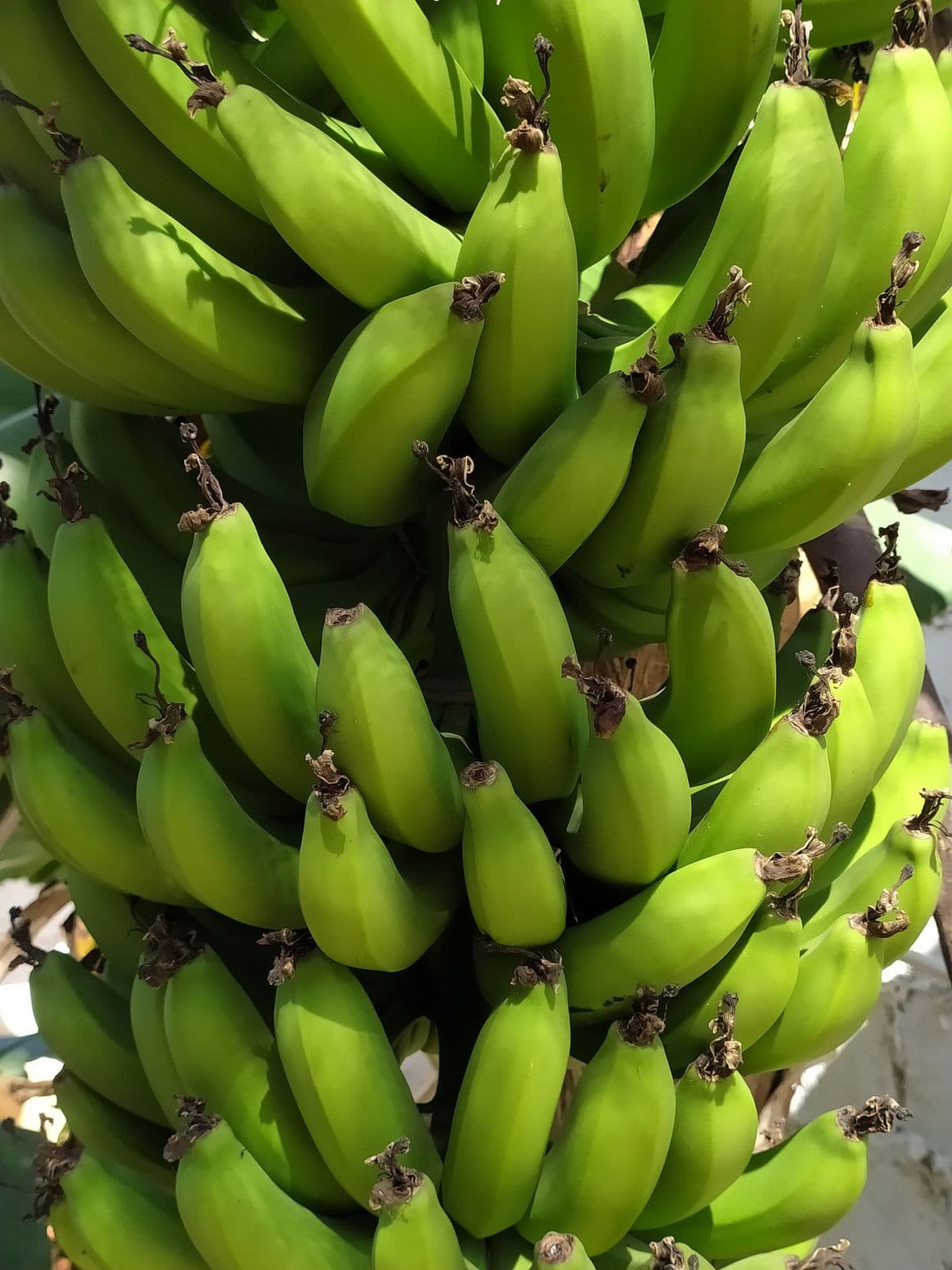 Nahaufnahme eines unreifen grünen Bananenbüschels im Sonnenlicht