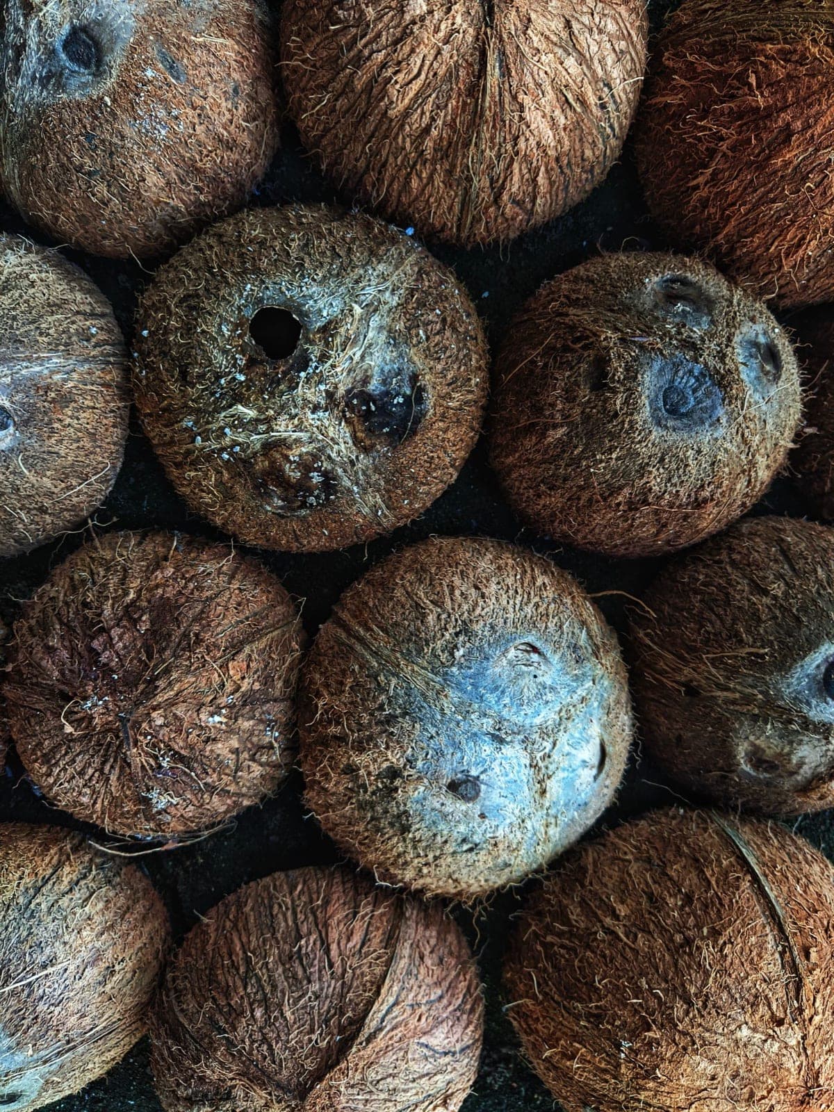 Husked coconuts showing the hard brown shell