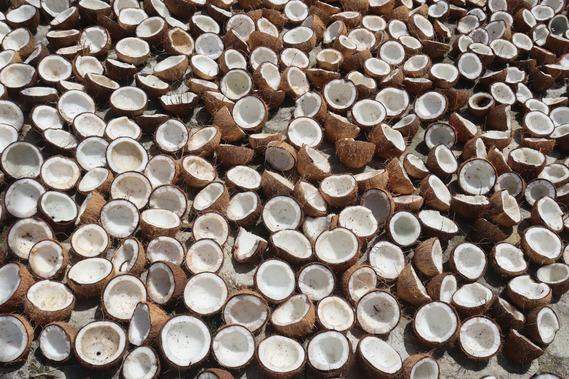 Halved coconut shells drying on the ground
