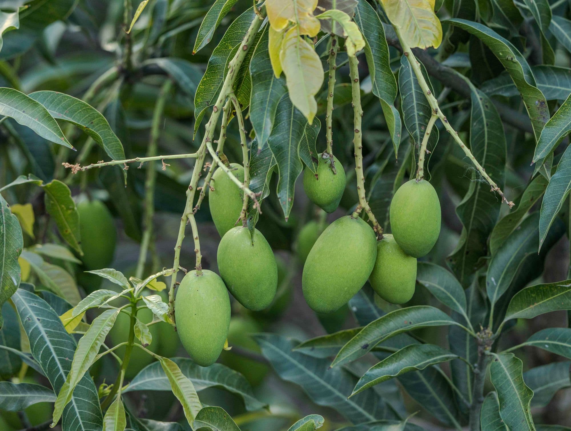Mango deshidratado