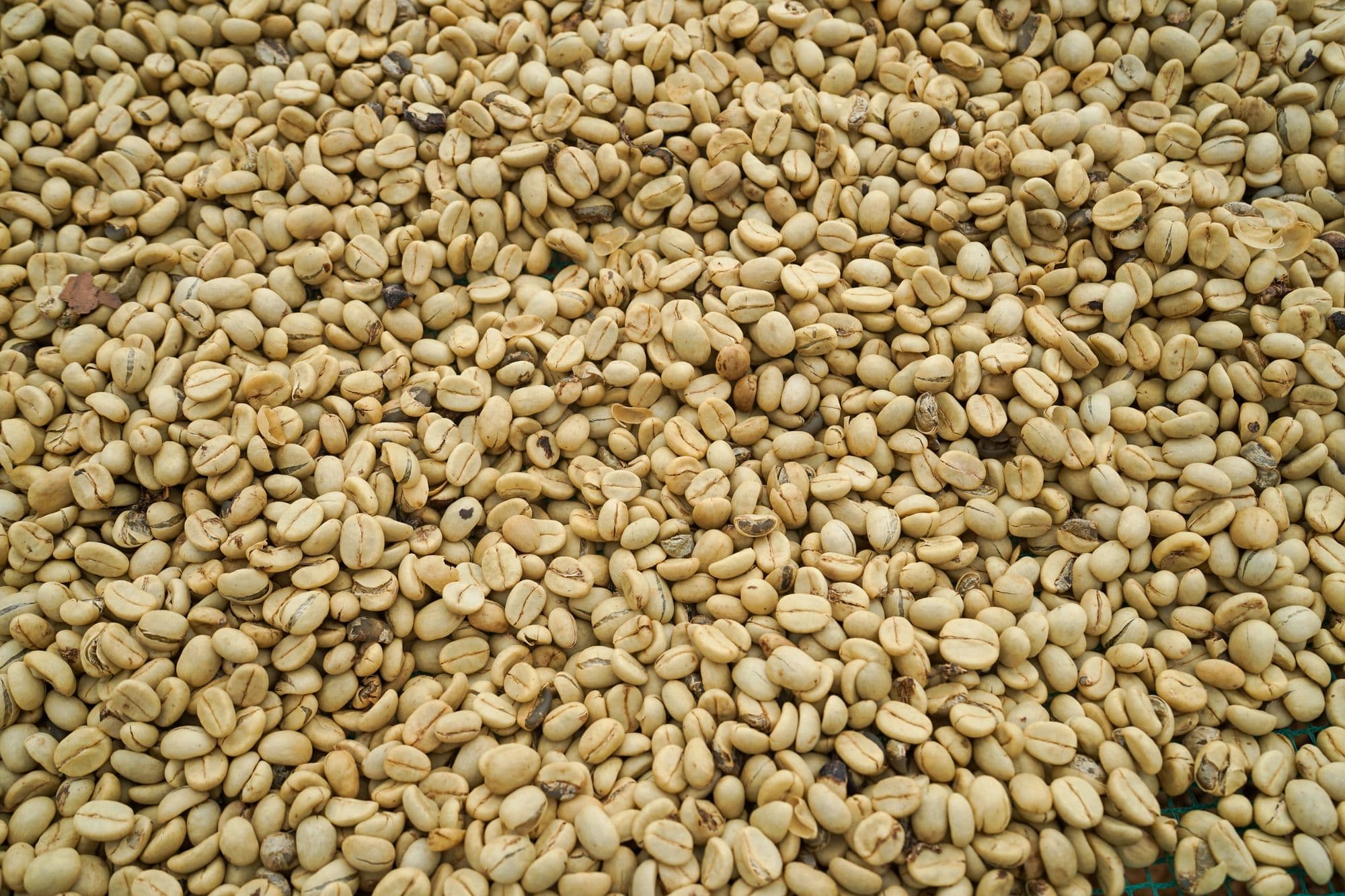 Café Robusta