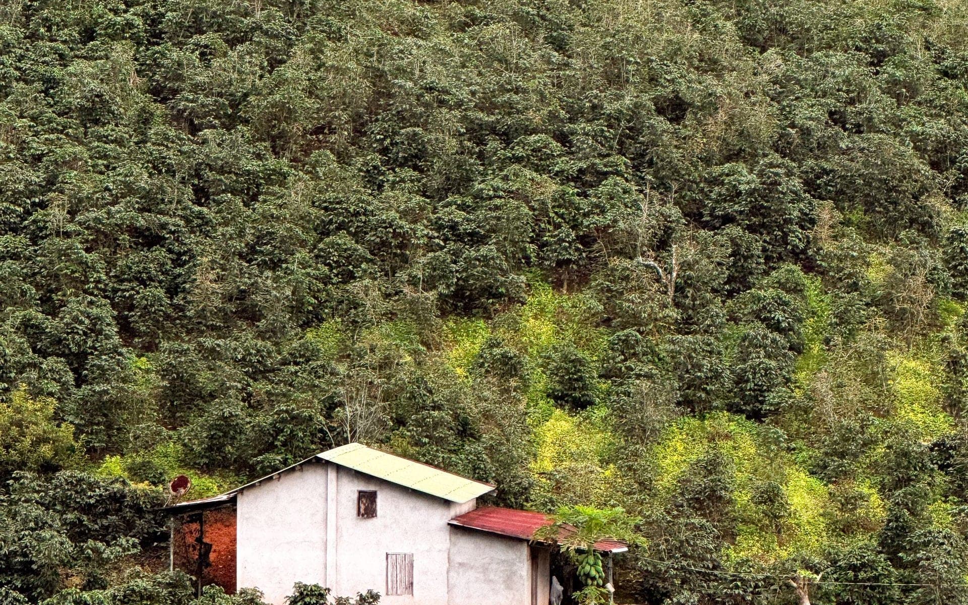 Café robusta de Vietnam y el EUDR: guía para importadores