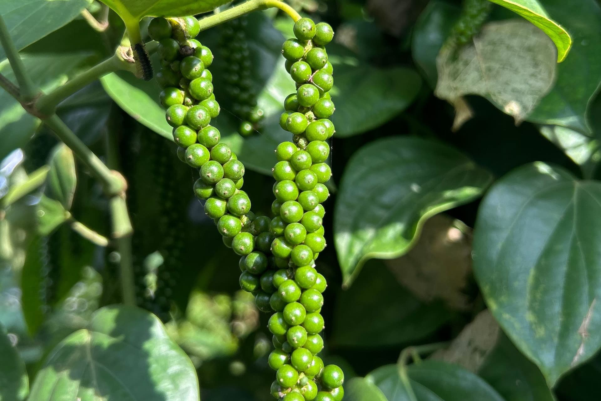 Importing Vietnamese black pepper into the EU