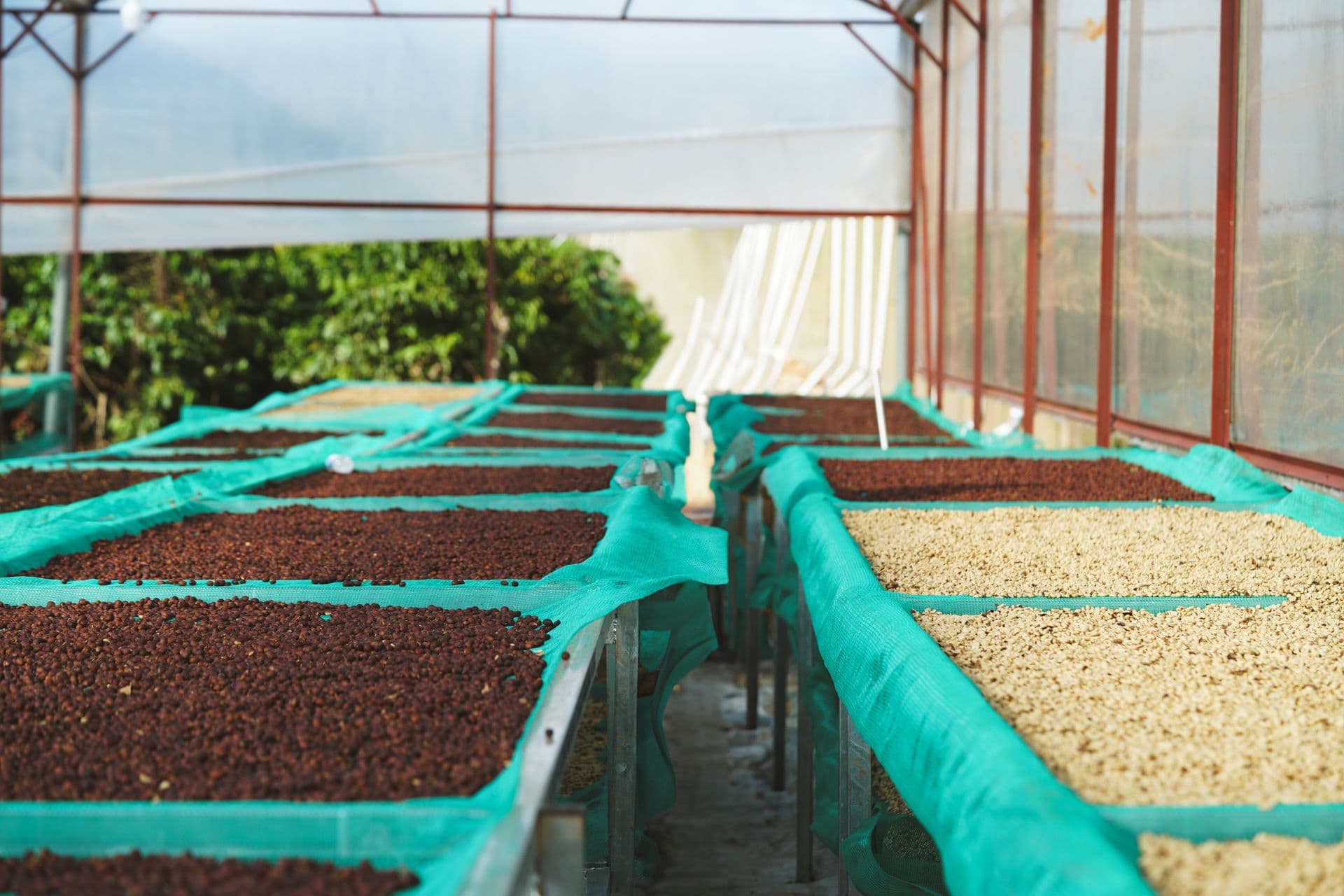 Green and dried coffee beans on raised drying beds in a greenhouse in Lâm Đồng